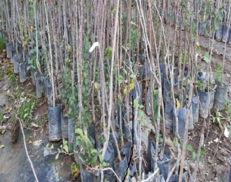 BAŞHÜYÜK MAHALLESİ VİŞNE FİDANI DESTEĞİ faaliyet gorseli