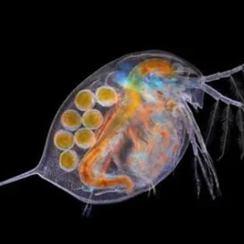 Daphnia İnceleme
