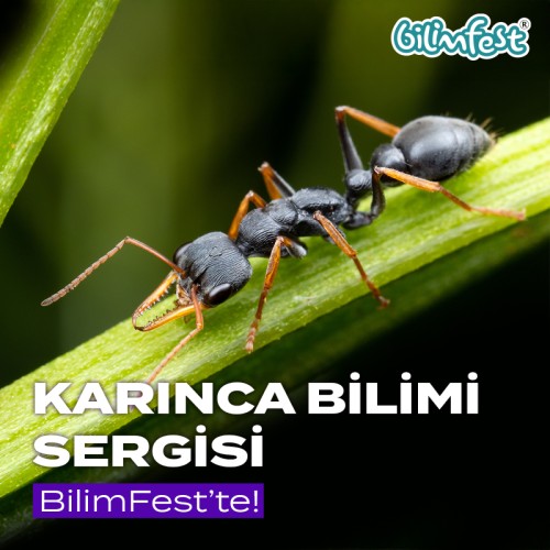 Karınca Bilimi Sergisi